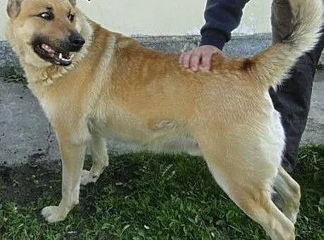 Zenuś pilnie szuka domu, warmińsko-mazurskie Olsz