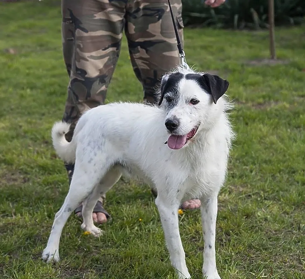 Ares- piękny białasek do adopcji!, kujawsko-pomorskie Toruń,