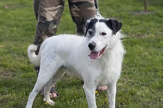 Ares- piękny białasek do adopcji!,  kujawsko-pomorskie Toruń, 