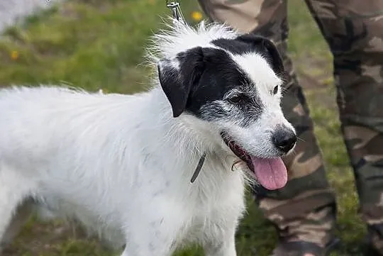 Ares- piękny białasek do adopcji!,  kujawsko-pomorskie Toruń, 