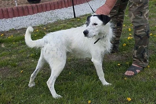 Ares- piękny białasek do adopcji!,  kujawsko-pomorskie Toruń, 