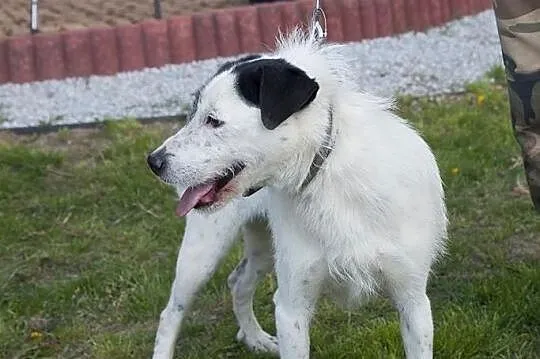 Ares- piękny białasek do adopcji!,  kujawsko-pomorskie Toruń, 