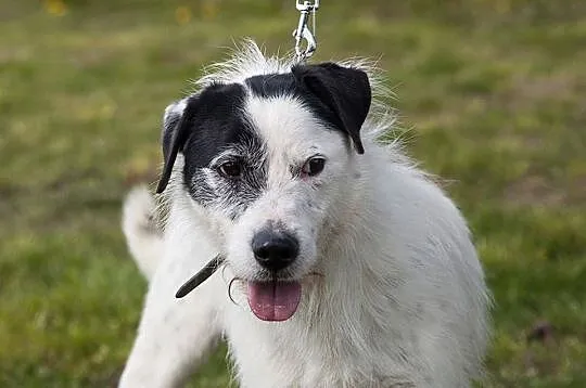 Ares- piękny białasek do adopcji!,  kujawsko-pomorskie Toruń, 