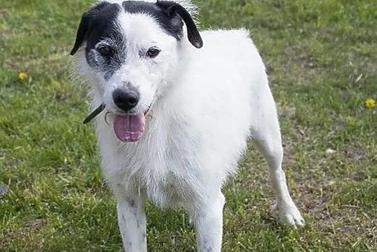 Ares- piękny białasek do adopcji!,  kujawsko-pomorskie Toruń, 
