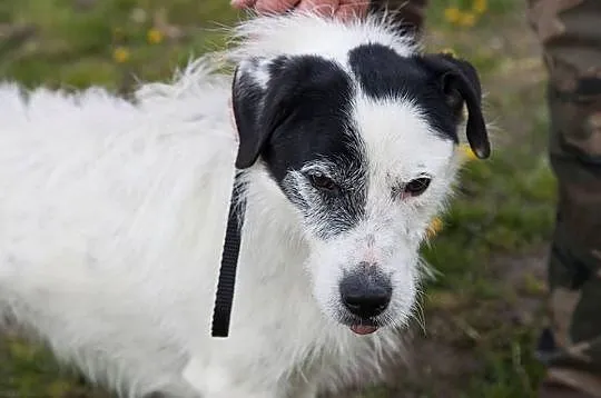 Ares- piękny białasek do adopcji!,  kujawsko-pomorskie Toruń, 