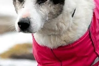 CHESTEREK-nasz kochany modniś-wspaniały psiak o złotym sercu,adopcja,  małopolskie Kraków