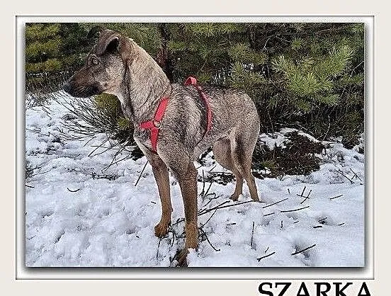 Typ pinczerka,mała,delikatna,łagodna,tulaśna,sterylizowana sunia SZARKA.Adopcja., , Wrocław