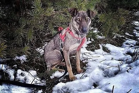 Typ pinczerka,mała,delikatna,łagodna,tulaśna,sterylizowana sunia SZARKA.Adopcja., , Wrocław