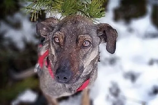 Typ pinczerka,mała,delikatna,łagodna,tulaśna,sterylizowana sunia SZARKA.Adopcja., , Wrocław