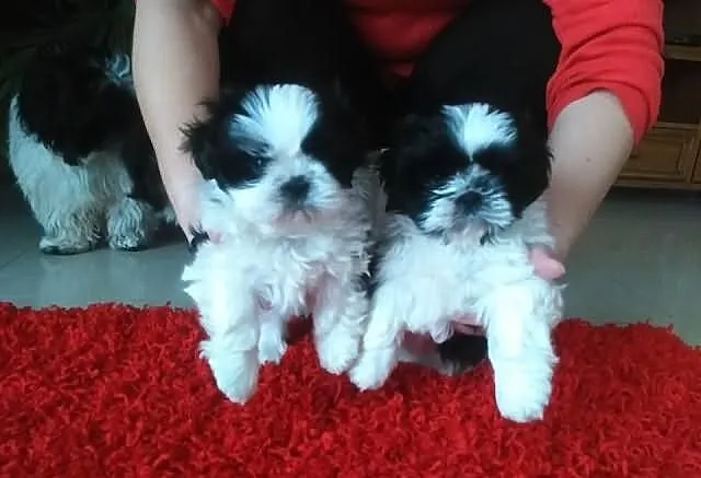 Shih Tzu 2 suczki