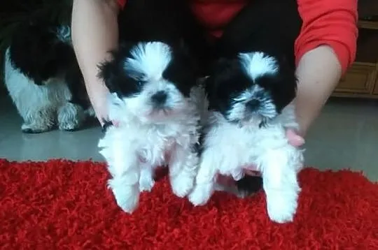 Shih Tzu 2 suczki