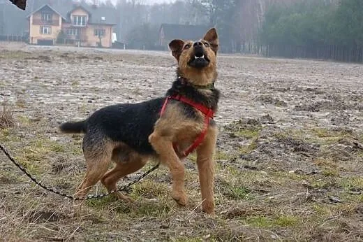 Tymek w typie teriera,  mazowieckie Warszawa