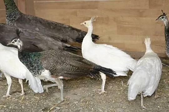 Pawie szmaragdowe, białe, Podkarpackie, Rzeszów