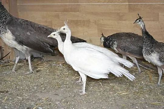 Pawie szmaragdowe, białe, Podkarpackie, Rzeszów