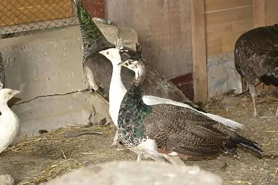 Pawie szmaragdowe, białe, Podkarpackie, Rzeszów