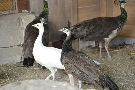 Pawie szmaragdowe, białe, Podkarpackie, Rzeszów
