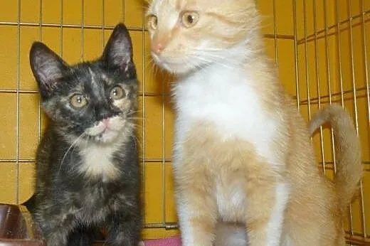 Pięknotki do adopcji,  łódzkie Łódź