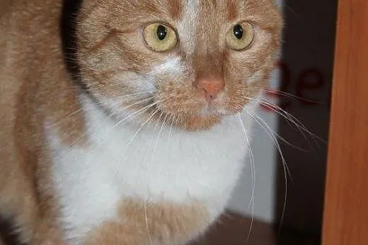 Pięknotki do adopcji,  łódzkie Łódź