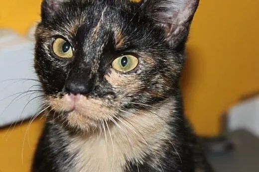 Pięknotki do adopcji,  łódzkie Łódź