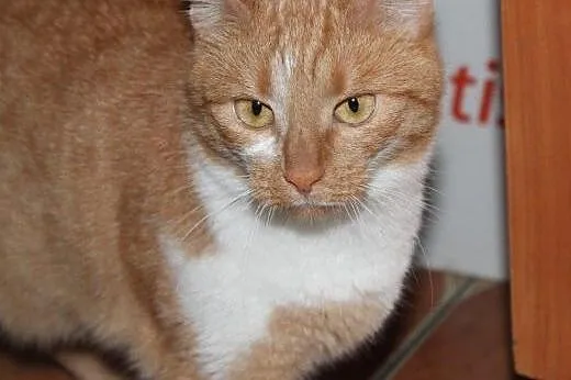 Pięknotki do adopcji,  łódzkie Łódź