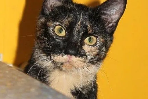 Pięknotki do adopcji,  łódzkie Łódź