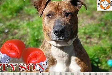 TYSON - wesoły i zdrowy chłopak morowy!,  śląskie Chorzów