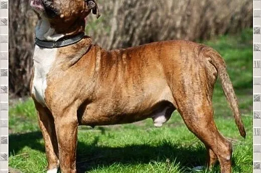 TYSON - wesoły i zdrowy chłopak morowy!,  śląskie 