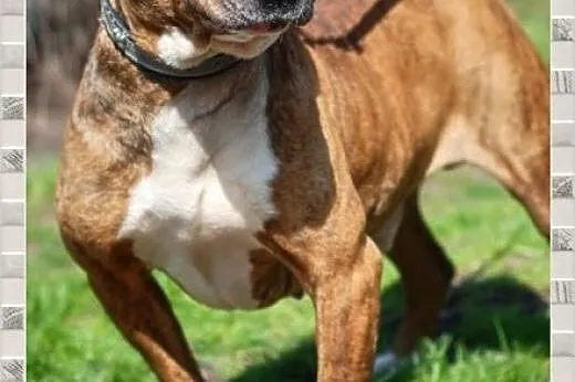 TYSON - wesoły i zdrowy chłopak morowy!,  śląskie 
