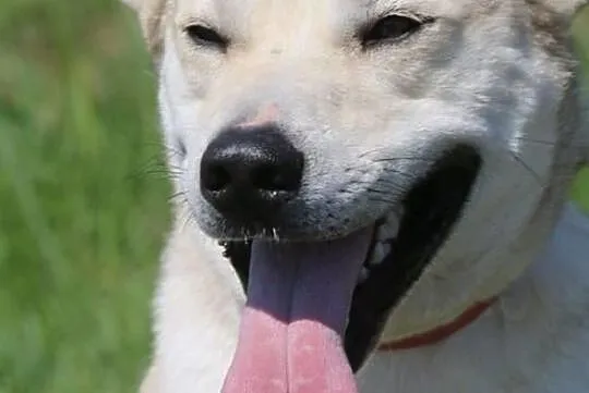 Snow - wesołek do adopcji