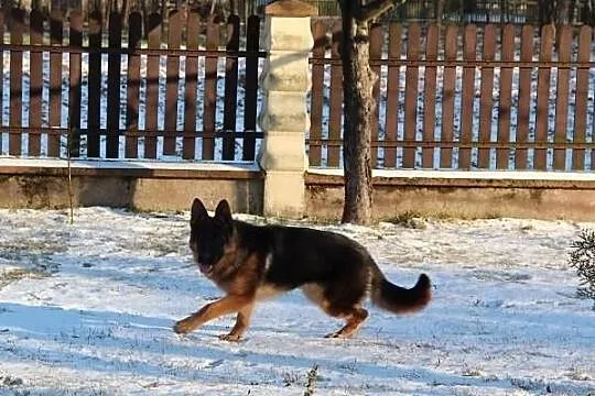 Sprzedam Śliczną suczkę 7 miesięczną z Wybitnym Ro