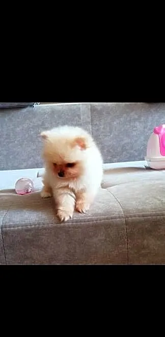 Pomeranian Szpic miniaturowy, Łódzkie, Łódź