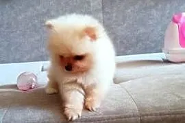 Pomeranian Szpic miniaturowy