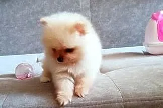 Pomeranian Szpic miniaturowy