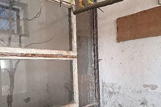 Sprzedam papugi świergotki, Wielkopolskie, Mechlin
