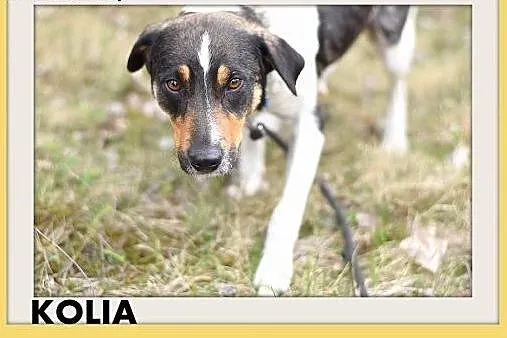 KOLIA,mała,łagodna,delikatna,rodzinna suczka.ADOPCJA,  dolnośląskie Wrocław
