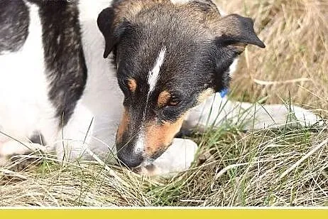 KOLIA,mała,łagodna,delikatna,rodzinna suczka.ADOPC