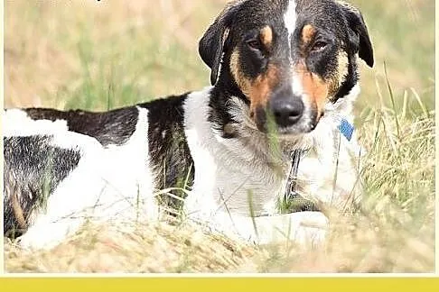 KOLIA,mała,łagodna,delikatna,rodzinna suczka.ADOPC