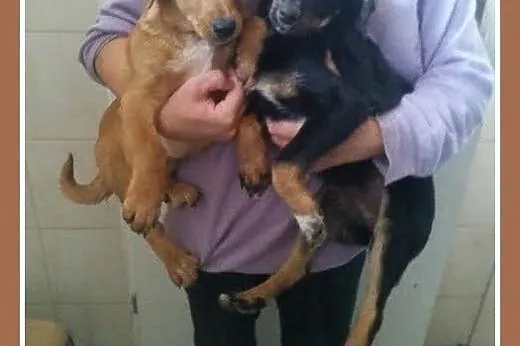 3mies. szczeniak,piesek średni,szczepiony BIGLINEK.Adopcja,  śląskie Katowice