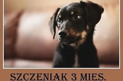 3mies. szczeniak,piesek średni,szczepiony BIGLINEK