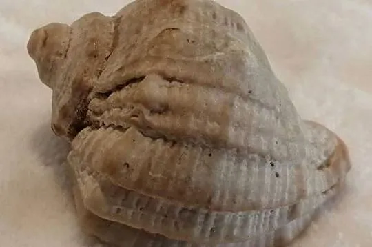 Muszla 4,8cm, 60 (Kreatywne), Śląskie, Czeladź
