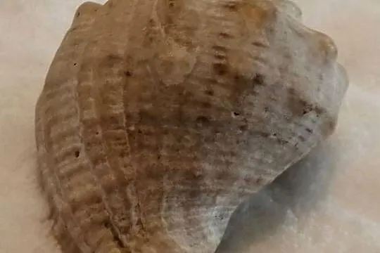 Muszla 4,8cm, 60 (Kreatywne), Śląskie, Czeladź