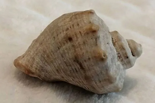 Muszla 4,8cm, 60 (Kreatywne), Śląskie, Czeladź