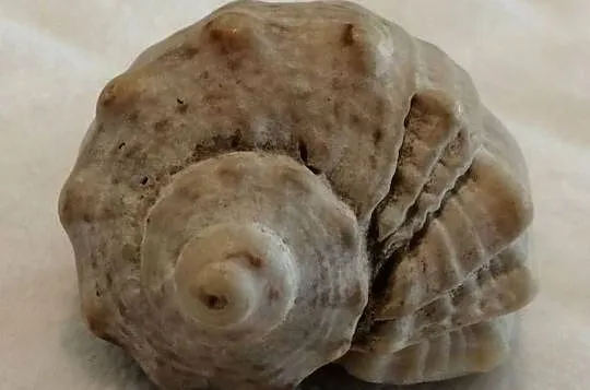 Muszla 4,8cm, 60 (Kreatywne), Śląskie, Czeladź