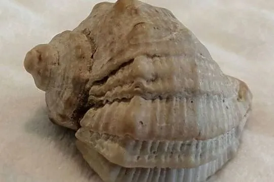 Muszla 4,8cm, 60 (Kreatywne), Śląskie, Czeladź