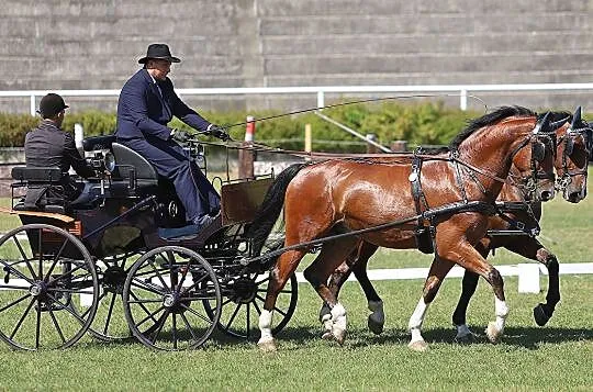 wałach sp Bady - Zaprzegi - singiel - Para - Czwórka, , 