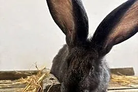 Szpzedam królika za 60zl cena do negocjacji rasa olbrzym belgiski samiczka