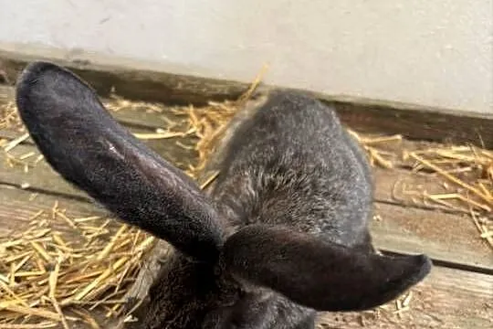 Szpzedam królika za 60zl cena do negocjacji rasa olbrzym belgiski samiczka, Kujawsko-pomorskie, Szabda