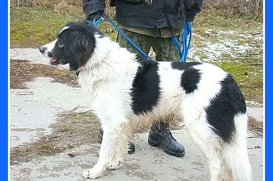 Niedowidzący pies BENITO,przyjazny, kontaktowy, to