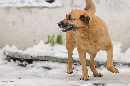 Śliczna ruda sunia do pokochania,  Kundelki cała P