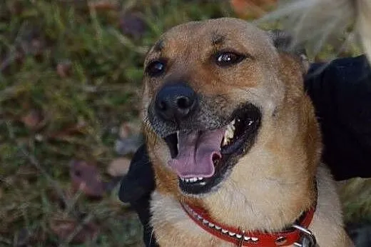 Ruda i jej niegasnąca radość i miłość do człowieka